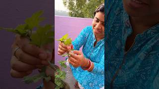 চন্দ্রমল্লিকার গাছটির 🌿এটা কি হলো 😱😥 gardening chandramallika plant youtubeshorts mrssathisen [upl. by Ardnuassac]