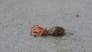 Camel SpiderSolifugae Being Eaten by AntsFormicidae [upl. by Esteban]