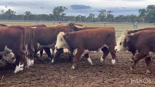 Deloraine Rural 74 steers 375kg [upl. by Volding]