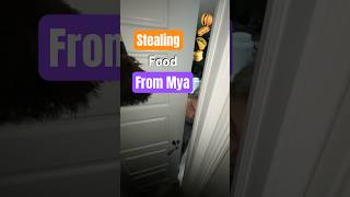 Stealing food from Mya Ft Nick [upl. by Ecirehs]