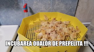 TUTORIAL INCUBARE OUA PREPELITA incubator egg [upl. by Renat]