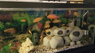 African mbuna Cichlids feeding [upl. by Krigsman]