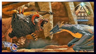 Lightning Wyverns VS Beta Manticore  ARK Scorched Earth Ascended 21 [upl. by Alburga420]