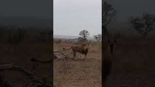 Hyena Escapes Lion Attack [upl. by Aelanna]