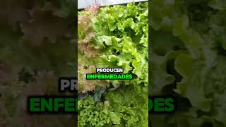 𝐂𝐎𝐌𝐄𝐍𝐓𝐀 𝐆𝐔𝐀𝐑𝐃𝐀 𝐄𝐒𝐓𝐄 𝐕𝐈𝐃𝐄𝐎 𝐘 𝐒𝐈𝐆𝐔𝐄𝐌𝐄🌱🧑‍🌾🏡 hidroponía cultivoshidroponicos hidroponik [upl. by Etnuahc]