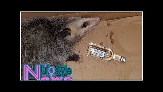 Opossum breaks into liquor store and gets drunk as a skunk [upl. by Retla]