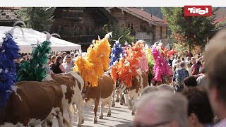 Almabtrieb Tirol  Kelchsau Kitzbüheler Alpen 🐮 [upl. by Ettennor214]