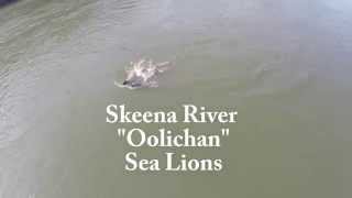 Skeena River Oolichan Sea Lions [upl. by Klapp806]