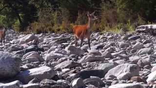 Great footage of Red Deer hind and fawn walking right up us to while fly fishing [upl. by Ailama]