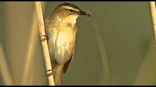 Sedge Warbler Bird Call Bird Song [upl. by Galvan]