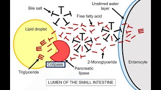 FATTY ACID DIGESTION ABSORPTION TRANSPORT  CHYLOMICRON FORMATION AND DEGRADATION [upl. by Alat]