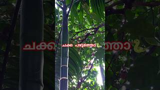 അങ്ങനൊന്നും ഞാൻ താഴെ വരില്ല🐍 Rat snake on tree sarpa urbansnakelife ratsnake [upl. by Araj]