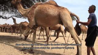 The Kharai Camels Amazing Camel Breed of India [upl. by Ynaffets]