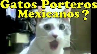 Los mejores gatos porteros del mundo [upl. by Nahpets]