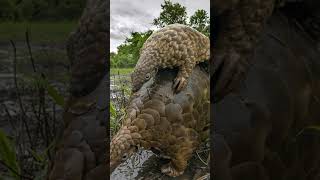 5 Things You Didnt Know About the Pangolin 🐾 [upl. by Louisette]