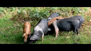 The Pannage Pigs of the New Forest [upl. by Ruffina39]