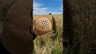 Pou fell into the wheat field 😂💩 pou plushie plushtoy [upl. by Repard14]