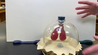 Bell Jar Lung Model Video [upl. by Ekim903]