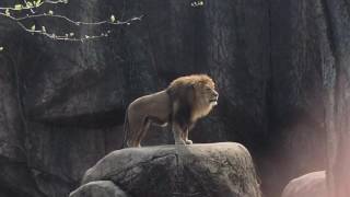 Epic Lion Roar at Lincoln Park Zoo [upl. by Lednahs]