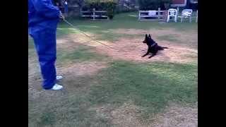 Entrenamiento de Obediencia Básica Cachorro Pastor Holandes [upl. by Zachar]