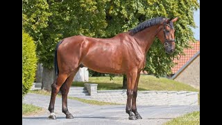 6yo Westphalian gelding 170 cm sab [upl. by Demahum]