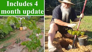 How To Plant Grape Vines at Home in the Back Yard [upl. by Aryc977]