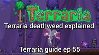 terraia deathweed explained terraria guide ep 55 [upl. by Deana]