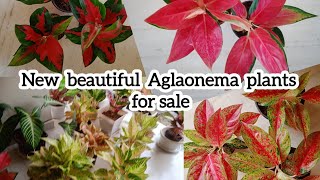 NEW AGLAONIMA VARIETIES ARE ARRIVED FOR SALE  Yeryusu jennath [upl. by Erminie368]