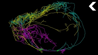 This Giant Neuron Could Explain Where Consciousness Comes From [upl. by Eromle811]