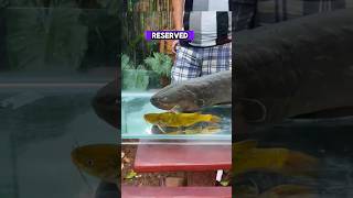 Shocking Power of Electric Eels Explained eel fish dangerous [upl. by Morie]