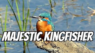 Majestic Kingfisher [upl. by Reeher]