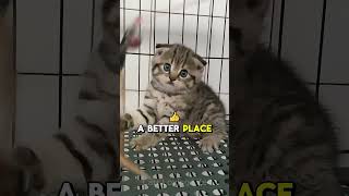 Heartwarming Storiesquot shortsfeed cat shortsvideo funny cuteanimals happycats shortvideo [upl. by Ybreh303]