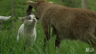 A Goat a Lamb and a Rabbit Walk Out of a Farm  Too Cute [upl. by Nnylaj519]