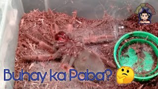 How Tarantula Molts  Bhamorii  Timelapse [upl. by Anert]