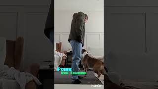 Teaching a Staffordshire Bull Terrier the Heel position Dog Training staffy dogtraining [upl. by Oran]