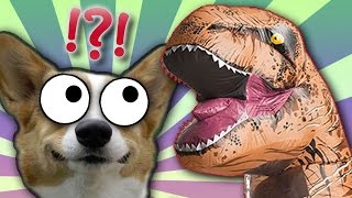 CORGI vs TREX  Weird Things Online [upl. by Nileuqcaj]