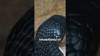 The Deadly Elegance Blacknecked Spitting Cobra [upl. by Rayna]