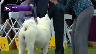 Akitas  Breed Judging 2022 [upl. by Elaina]