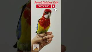 Sweet Rosella singing to attract mate  shorts Rosella parrot birds [upl. by Allehcram]