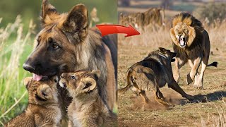 Dog raised abandoned lion cubs but two years later something shocking happened [upl. by Eblehs]