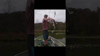 Dangerous Swim Bait Catches Bass🐟🎣 fallfish bassfishing fishing tennesseefishing bass fish [upl. by Lalib]