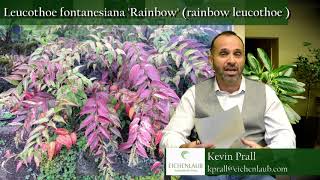 Leucothoe Rainbow  Landscaping Ideas  eichenlaub [upl. by Gaylord]