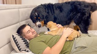 What does Bernese Mountain Dog do when I hug a puppy [upl. by Joni333]