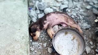 Convulsing and fainting the puppy did not think that his owner was so heartless [upl. by Vaughan]