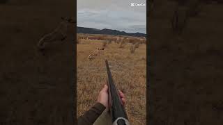 2024 pheasant opener clips pheasants hunting uplandhunting [upl. by Helaine]