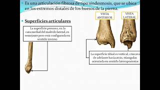 Articulaciones Tibioperoneas [upl. by Brandtr]