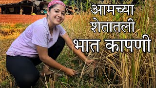 आमच्या शेतातली भात कापणी  Bhat Kapani  Rice Harvesting  Kokan [upl. by Agrippina846]