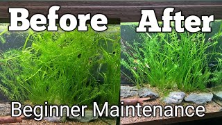 First Look at Maintaining a Beginner’s Planted Tank aquarium plantedtank fishkeeping [upl. by Gaeta]