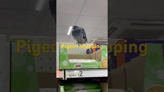 Percy the pigeon shopping in Poundland [upl. by Audrit]