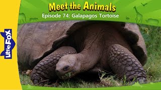 Meet the animals 74  Galapagos Tortoise  Wild animals  Animated stories For kids [upl. by Asusej]